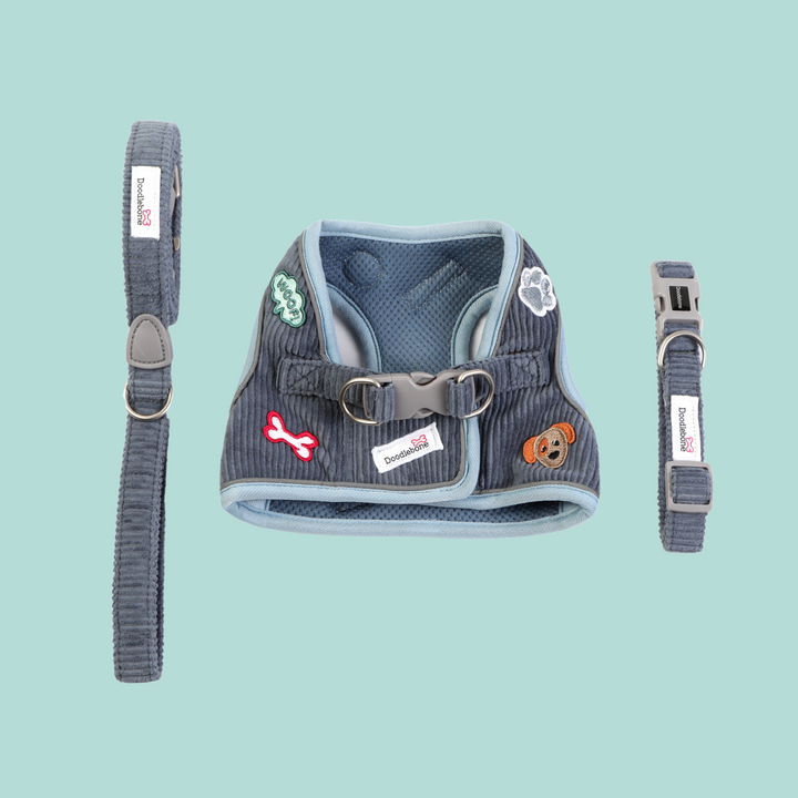 Blue Cord Dinky Dog Snappy Harness, Collar & Lead Set