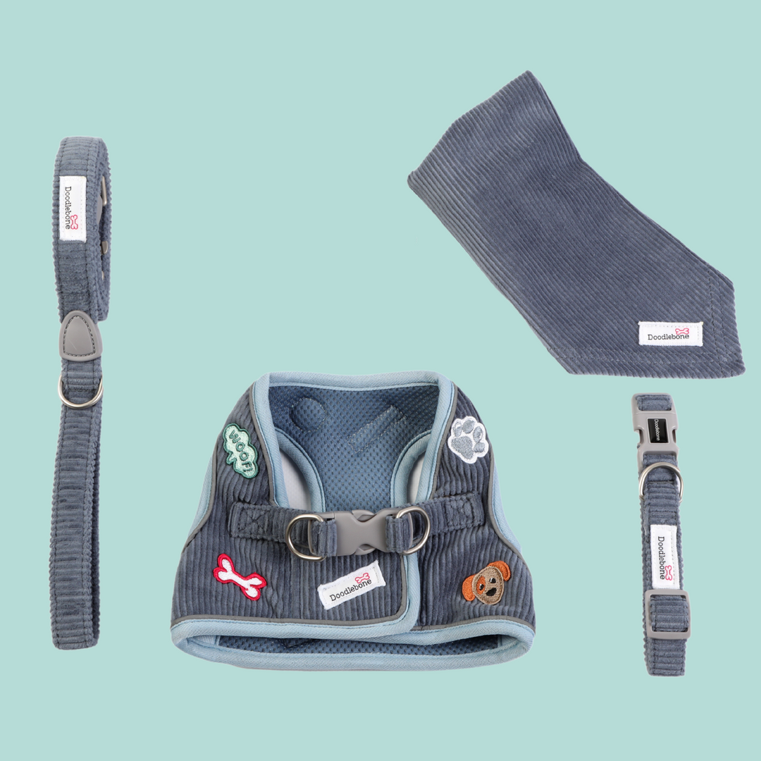 Blue Cord Dinky Dog Snappy Harness, Collar, Lead & Bandana Set