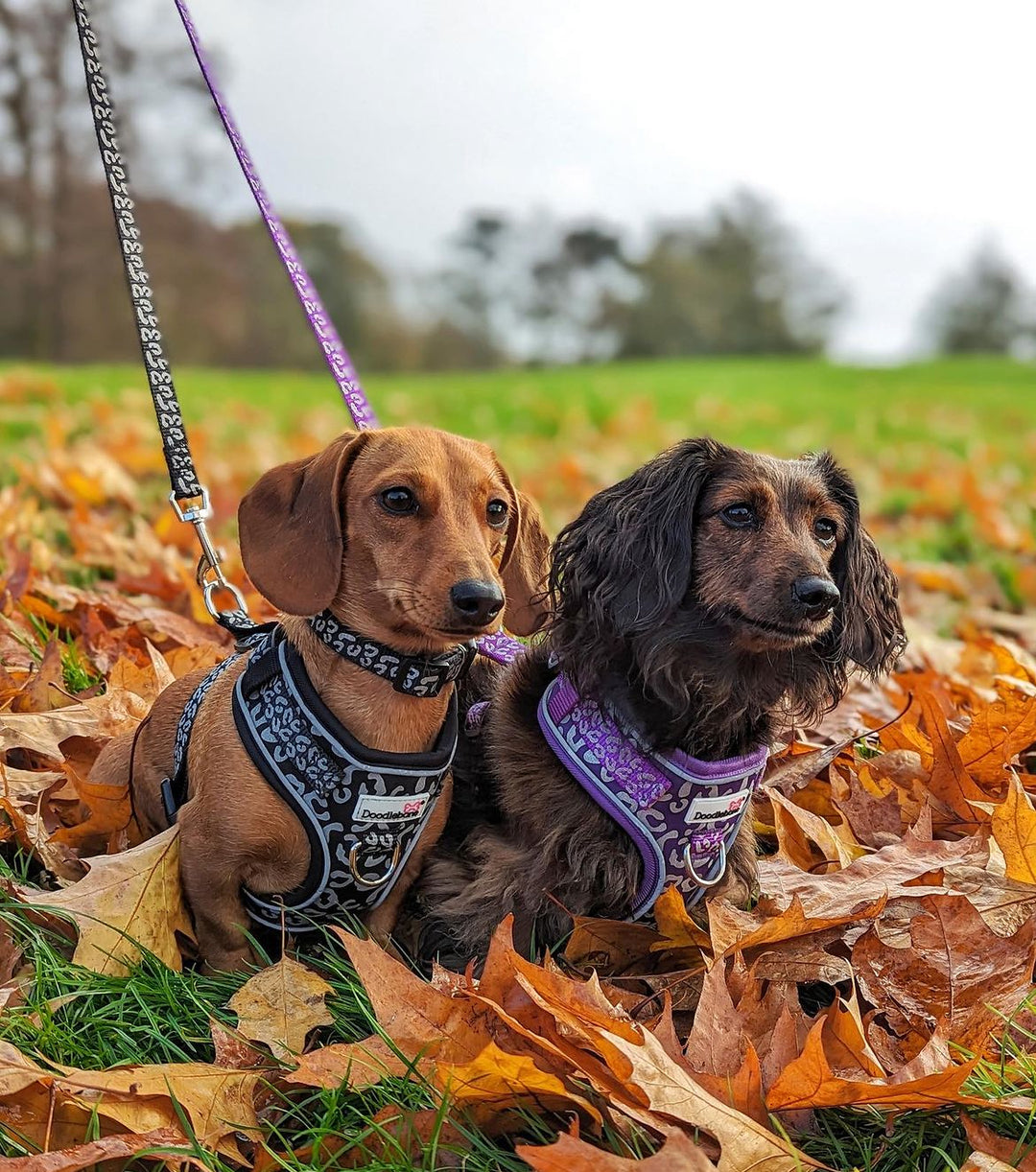 The Ultimate Guide to Choosing the Right Collar and Lead For Your Dog