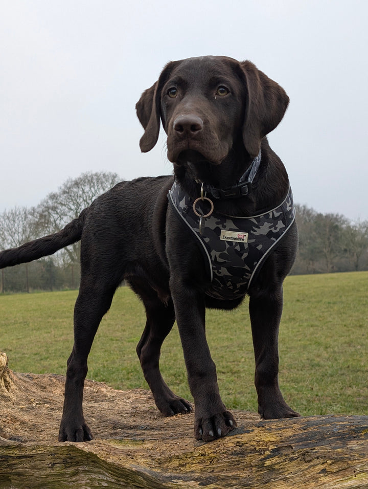 Snappy Harness