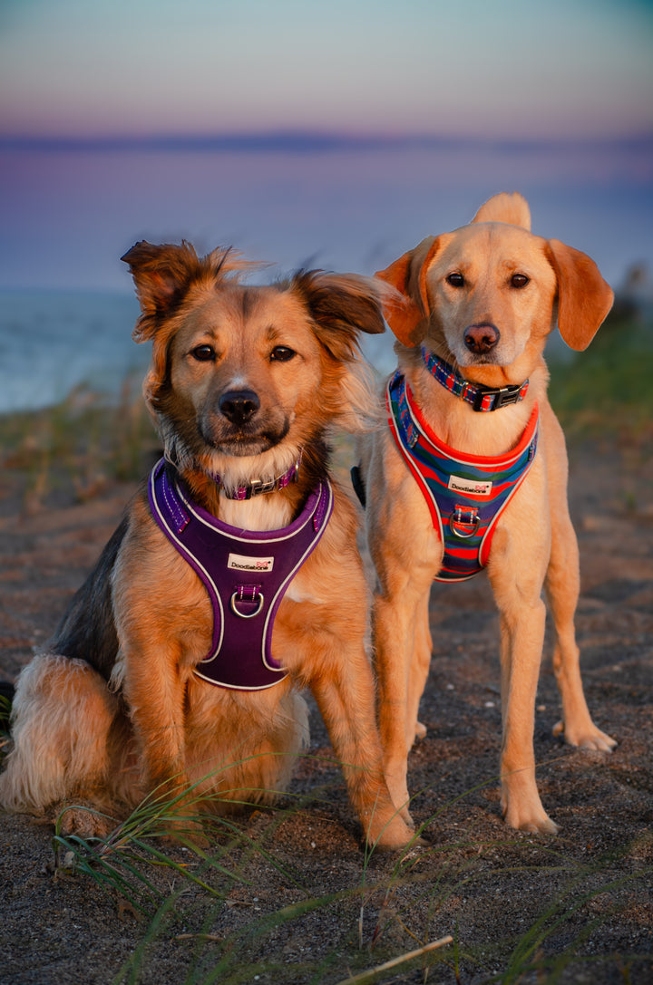 Adjustable Airmesh Harness