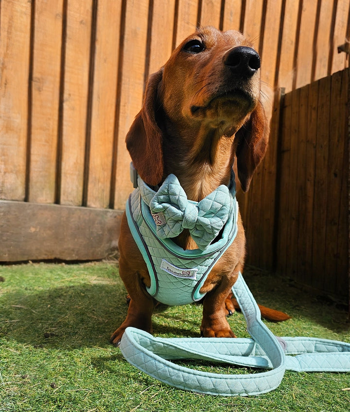 Dinky Dog Snappy Harness