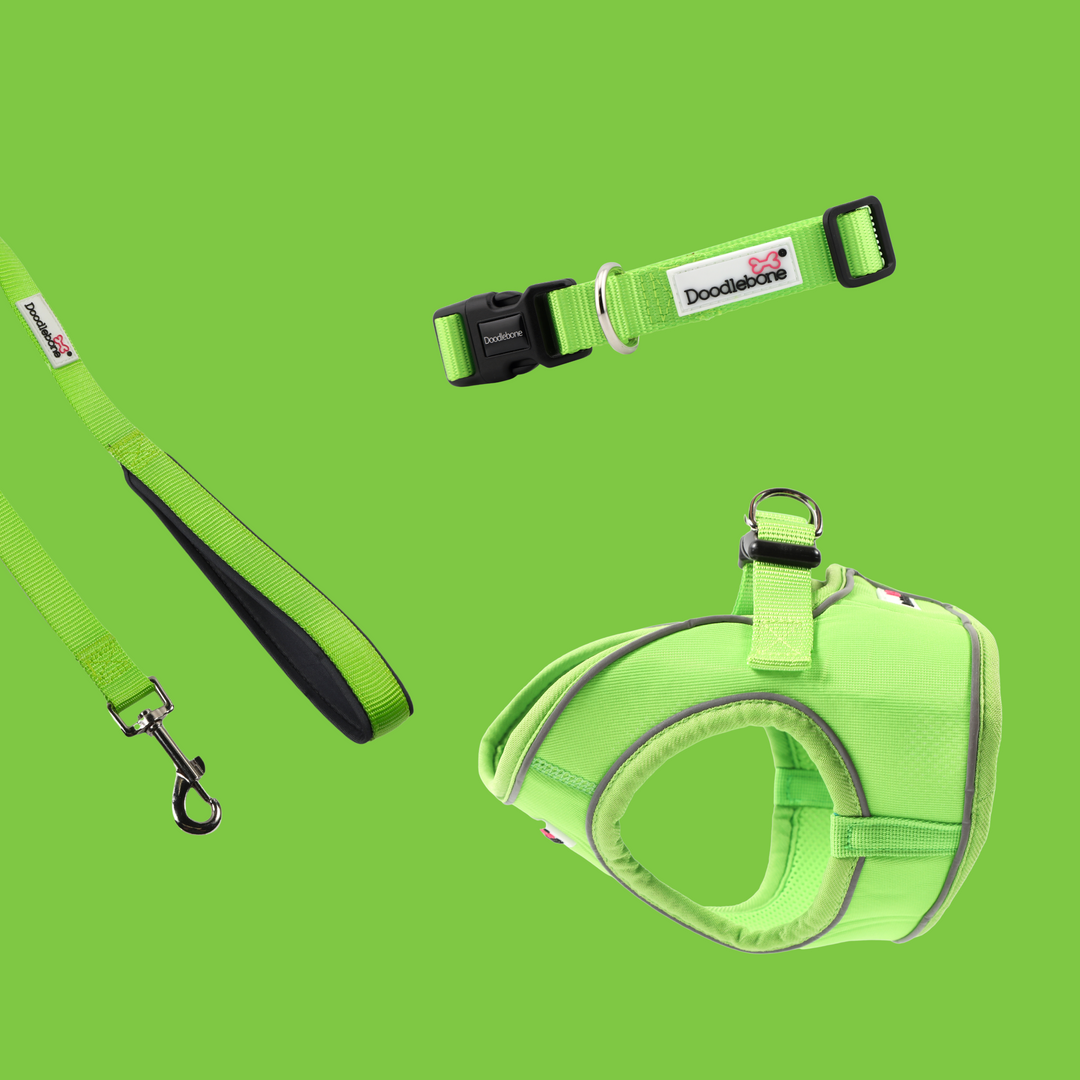 Apple Snappy Harness, Collar & Lead Set