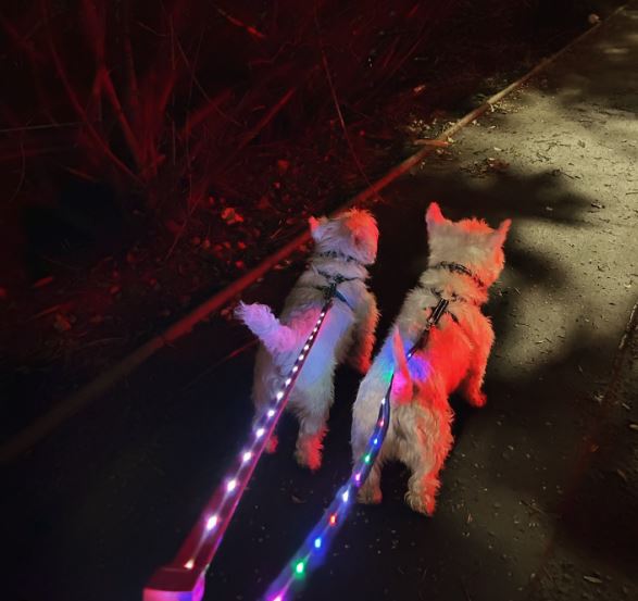 Pink light up dog collar hotsell