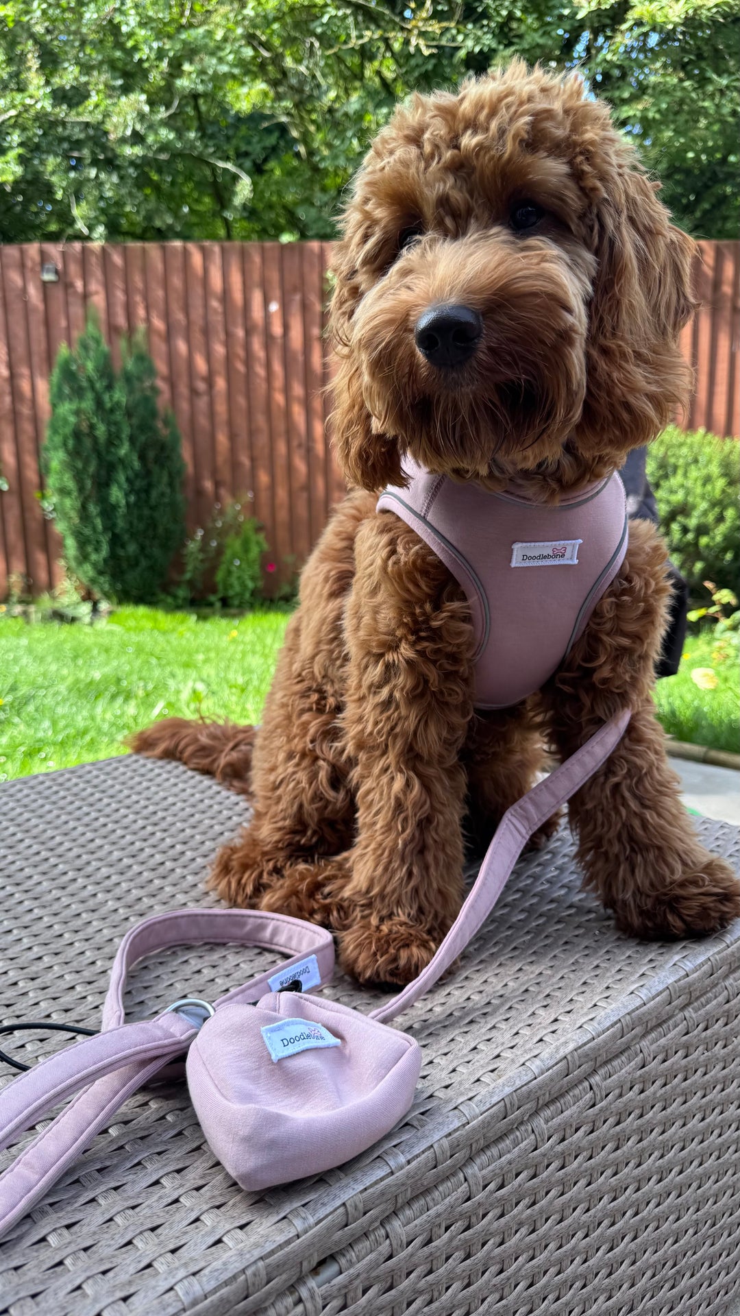 Dinky Dog Snappy Harness