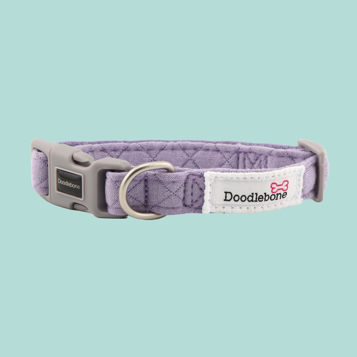 Dinky Dog Collar