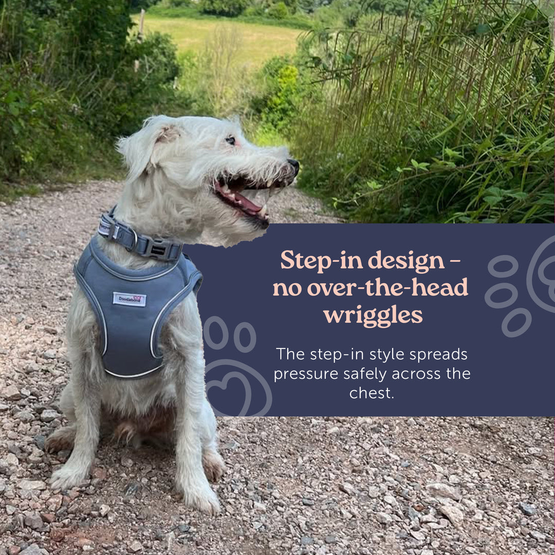 Dinky Dog Snappy Harness