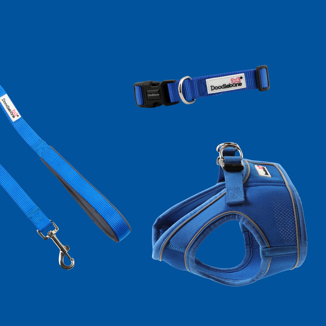 Sapphire Snappy Harness, Collar & Lead Set