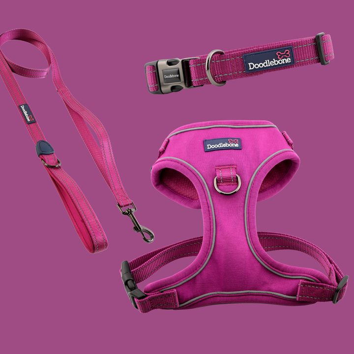 Thistle Stomp Harness, Padded Collar & With Me Lead Set